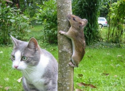 kot i mysz.jpg