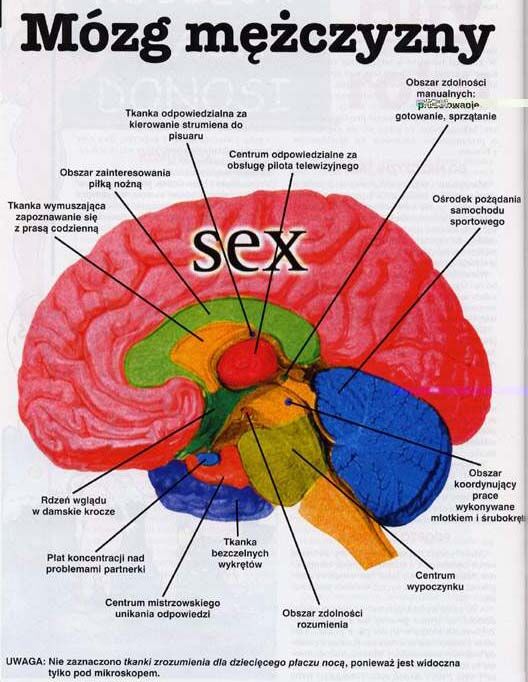 mózg mężczyzny.jpg