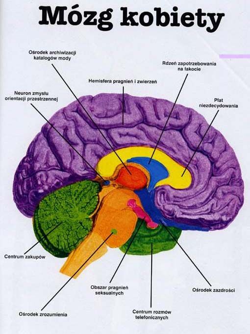 mózg kobiety.jpg