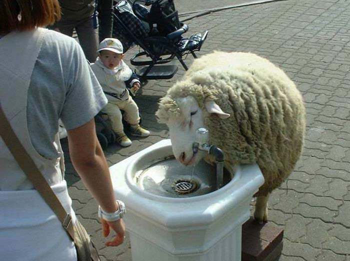 cywilizowane zwierzaki.jpg