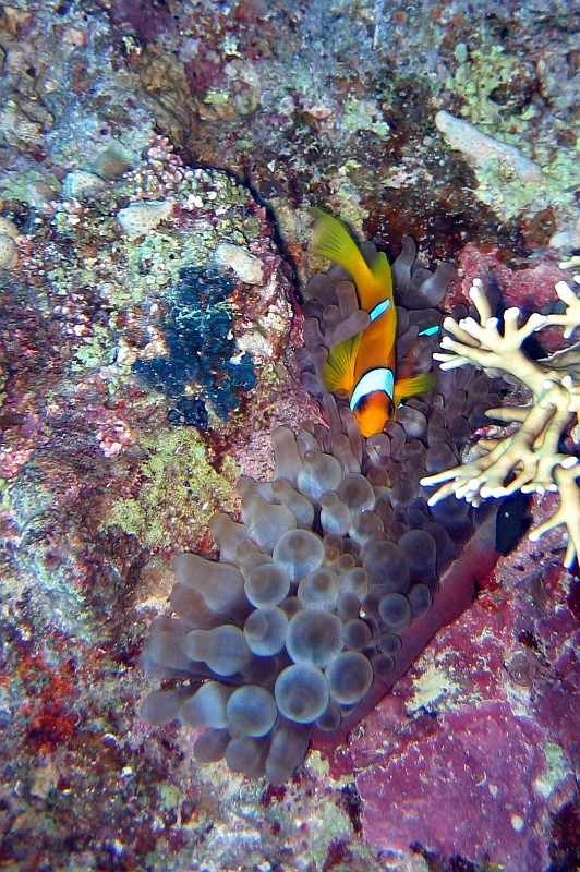 Nemo.jpg