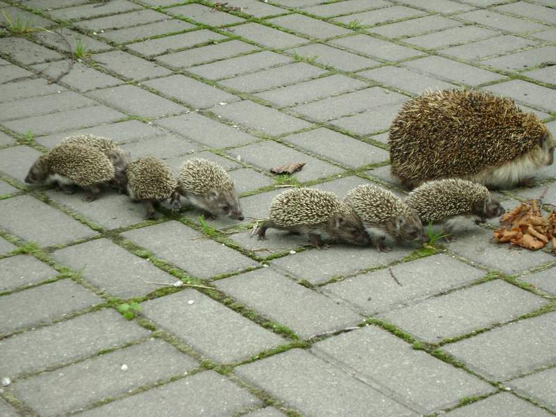 jeż2.JPG