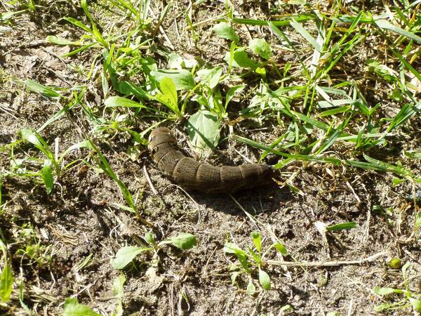 Zmiana rozmiaruP1010008.JPG