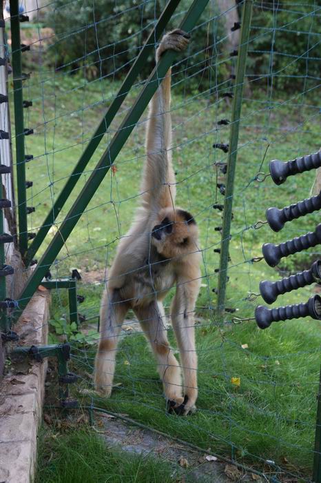 małpiszon.JPG