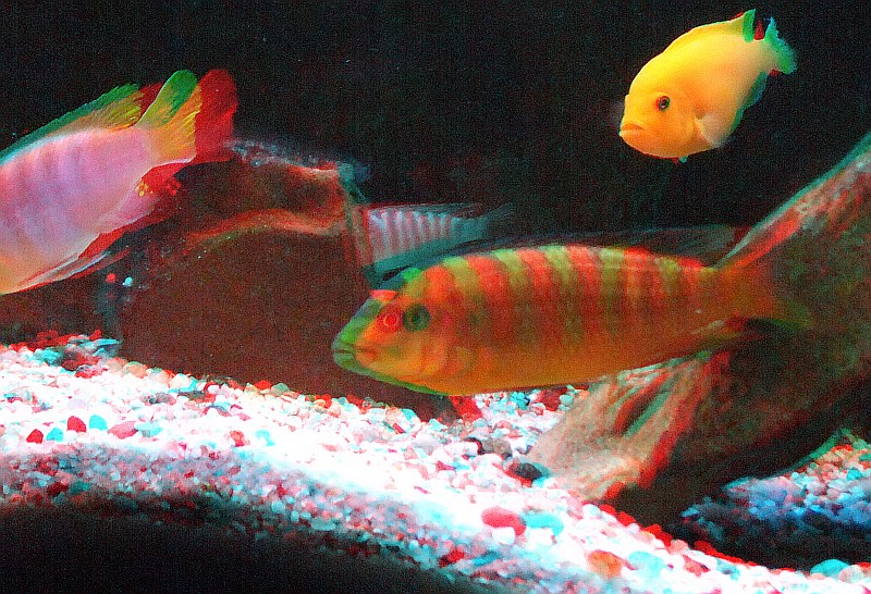 akwarium38.jpg