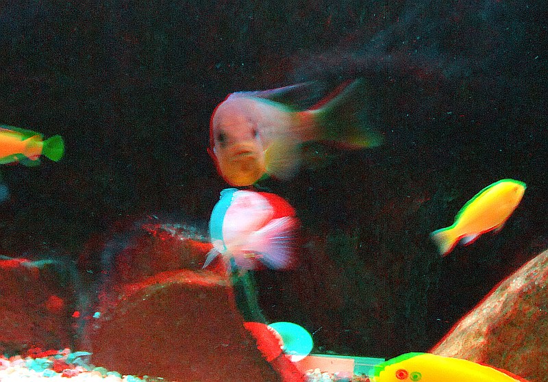 akwarium33.jpg