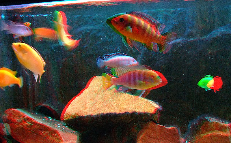 akwarium16.jpg