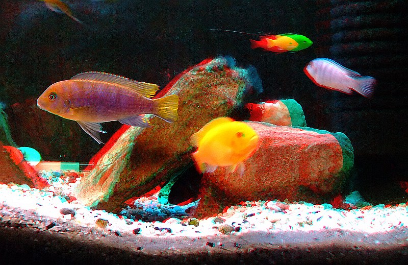 akwarium12.jpg