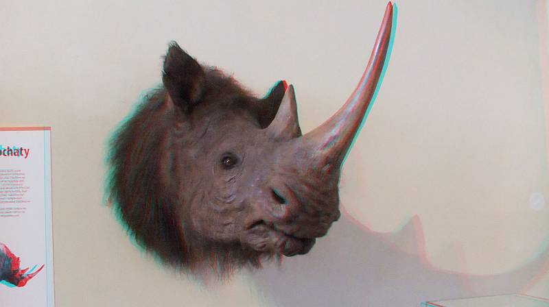 57m nosorożec an.jpg