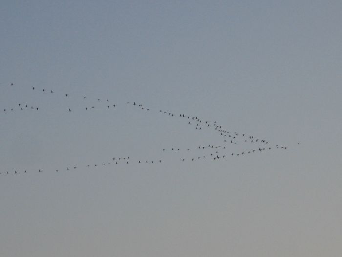 żurawie odlatują 2.jpg