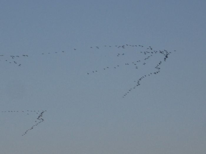 żurawie odlatują.jpg