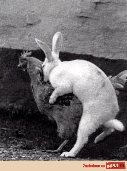 Skąd się biorą.jpg