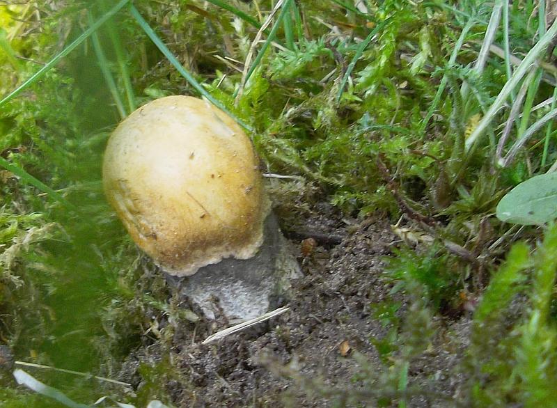 2grzyb.jpg