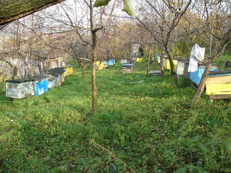 Pasieka.JPG
