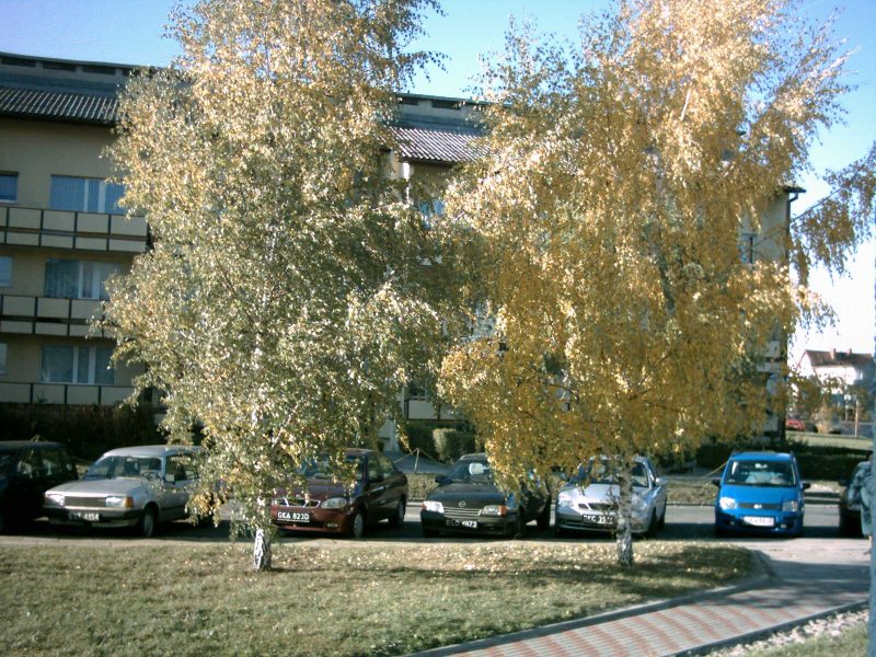 widok z mojego okna.jpg