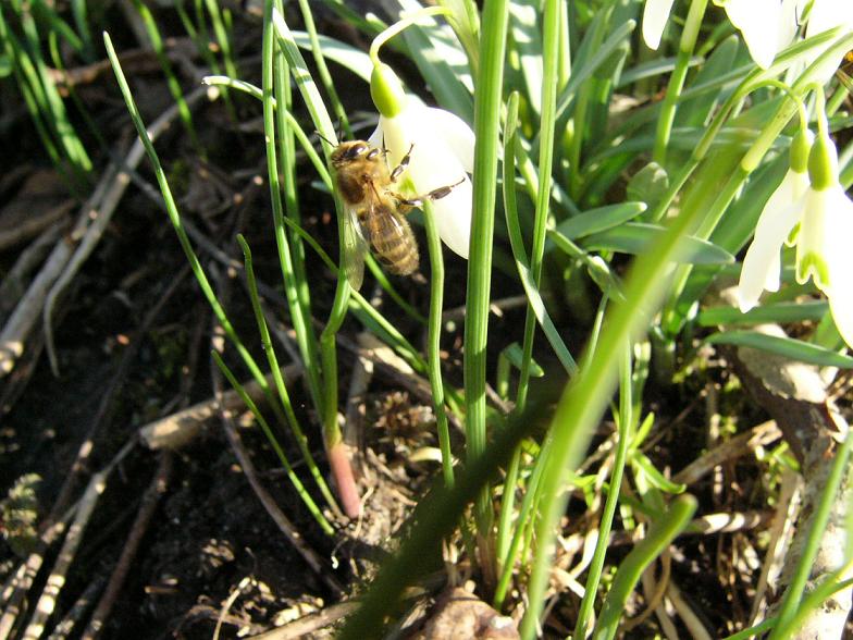 na przebiśniegu.JPG