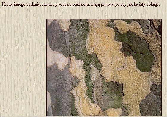 Platan II2007-05-20_232528.jpg