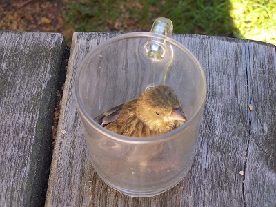 trznadel do galerii 400 pix.jpg