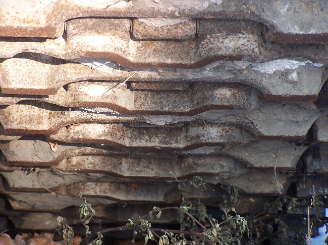 gąsienica @.jpg 650.jpg