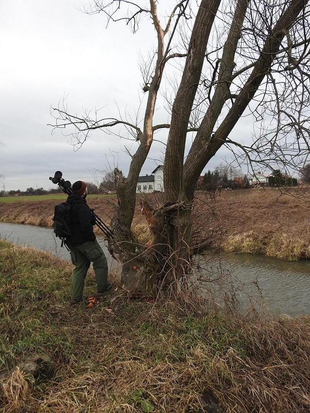 Robota dzięcioła.JPG