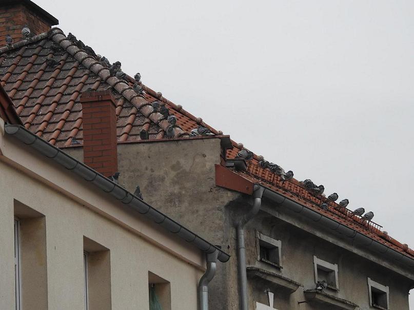 gołębie.JPG