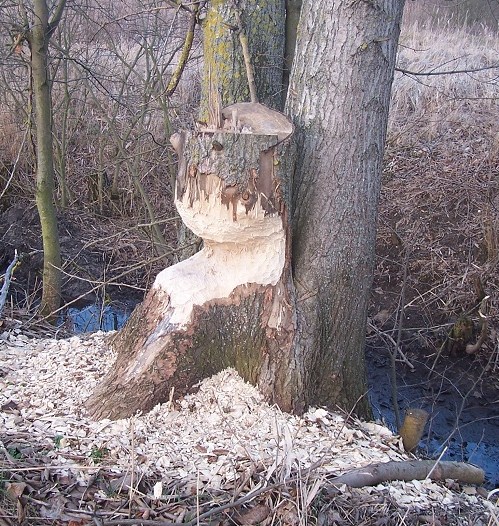 niekumate bobry 750.jpg