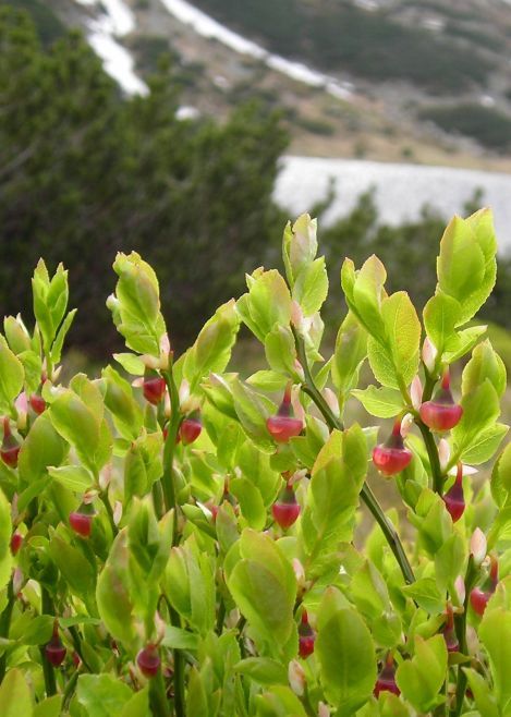 b6 a jagodki rosna.jpg