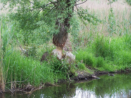 bobry maj 2007 098.jpg