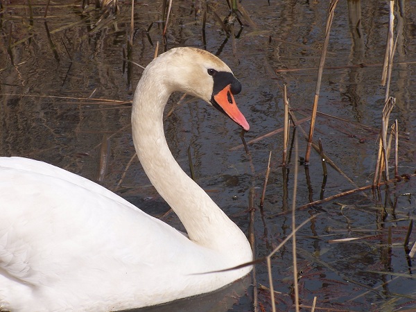 łabędzie 003.jpg