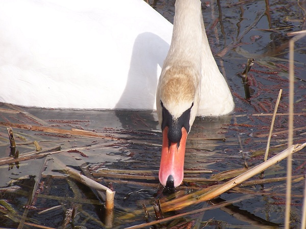łabędzie 004.jpg