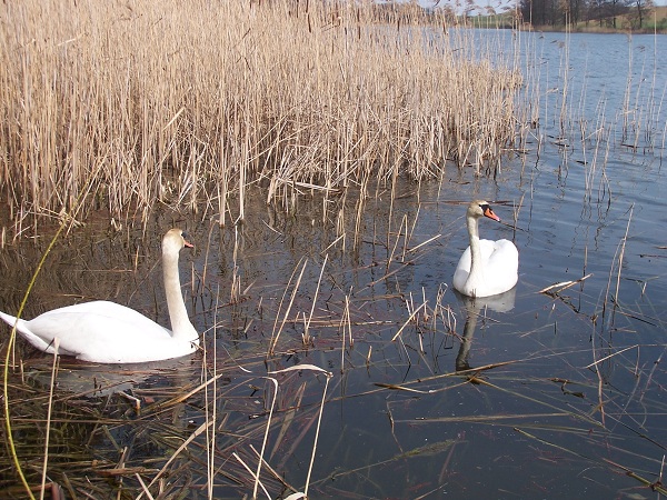 łabędzie 005.jpg