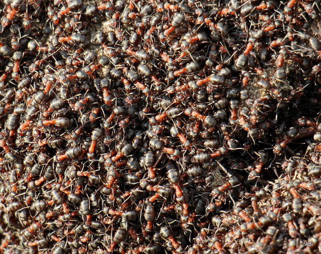 Mrówki.JPG