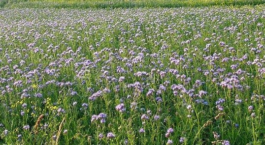 badyle - Kopia.jpg500.jpg