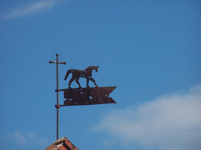 konik 001.jpg 650.jpg