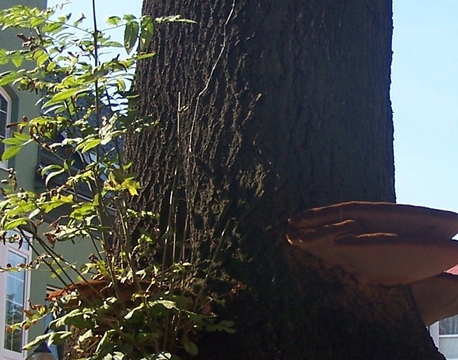 huba 003 - Kopia.jpg