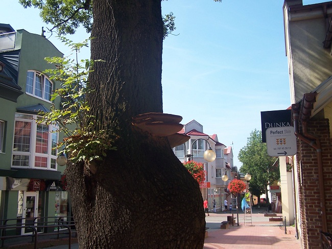 huba 003 - Kopia (2).jpg