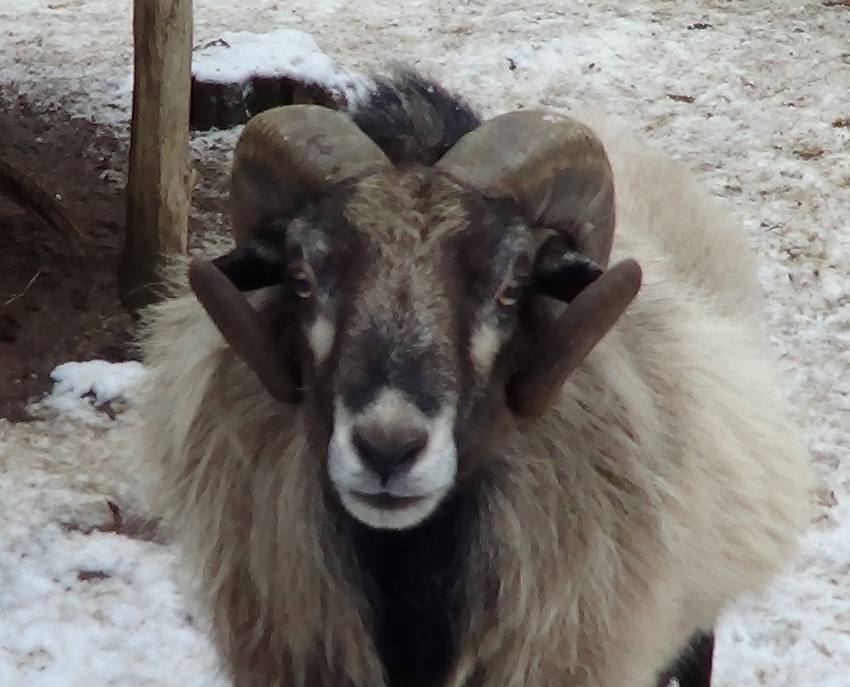 muflon - Kopia (2).JPG