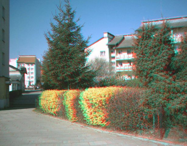 kwitnący żywopłot.jpg