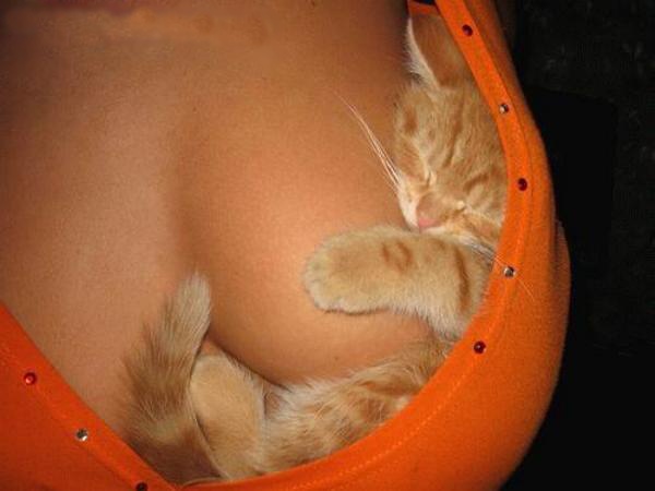 FireFox.jpg